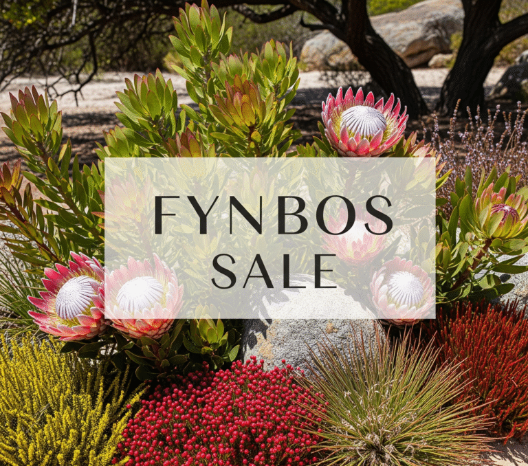 Fynbos Plants On Sale at clicknplant nursery in cape town. We courier all over SA