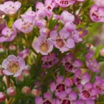 Geraldton Wax 'Local Hero' 15cm Pot