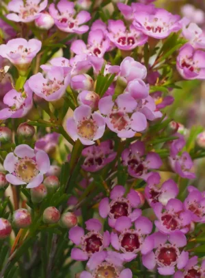 Geraldton Wax 'Local Hero' 15cm Pot