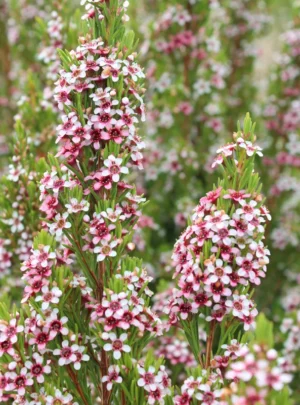 Geraldton Wax 'Pinnacle Pink' 15cm Pot