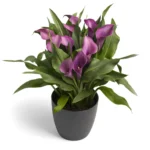 Zantedeschia Grape Velvet Bulbs