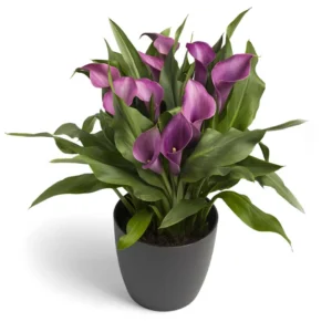 Zantedeschia Grape Velvet Bulbs