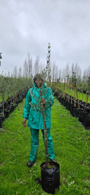 Olive Frantoio 20lt