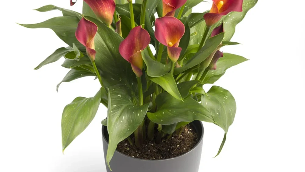 Zantedeschia Kasai Bulbs
