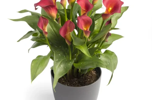 Zantedeschia Kasai Bulbs