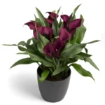 Zantedeschia Mahogany Bulbs