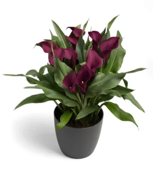 Zantedeschia Mahogany Bulbs