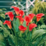 Zantedeschia Red Sox Bulbs