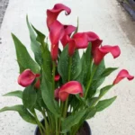 Zantedeschia Ruby Tuesday Bulbs