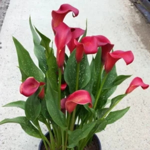 Zantedeschia Ruby Tuesday Bulbs