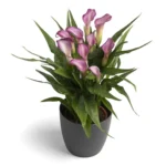 Zantedeschia Twilight Bulbs