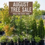 Trees On Sale