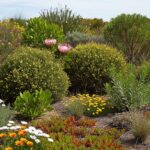 Shrubs, Bushes and Groundcovers on Sale