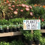 PLANT SALE