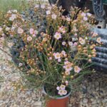 Geraldton Wax 'Lorraine' 15cm Pot