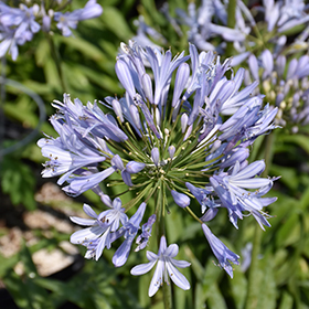 Agapanthus 'Barley Blue' 19cm Pot