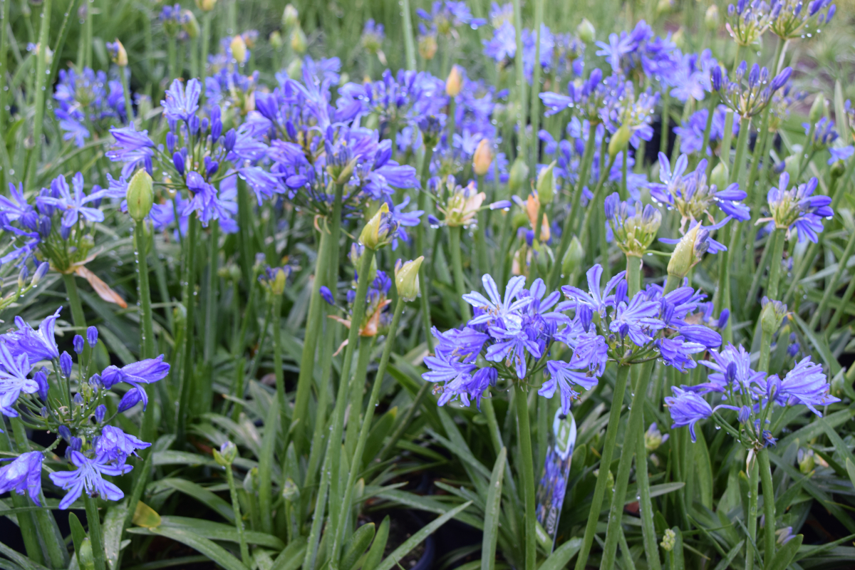 Agapanthus 'Charlotte' 15cm Pot