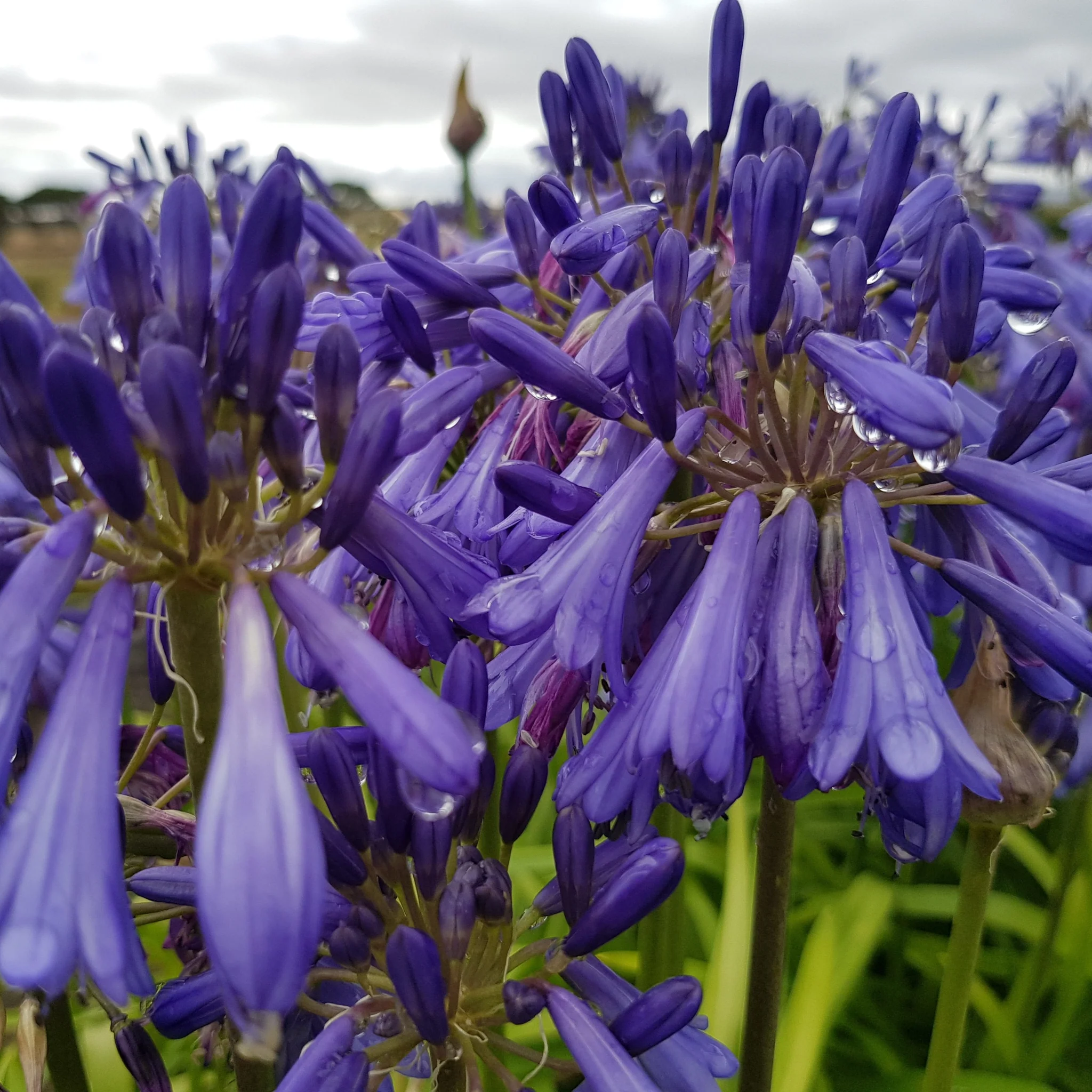 Agapanthus 'Jonie' 15cm Pot