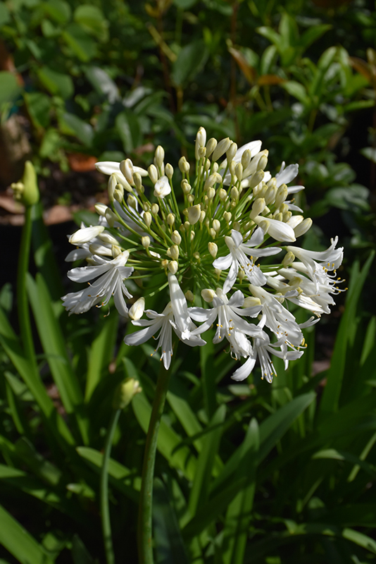 Agapanthus 'Shona' 19cm Pot
