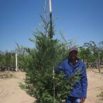 Cupressus Leylandii 100lt