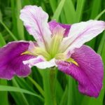 Louisiana Iris Colorific (Pink And White) 19cm Pot