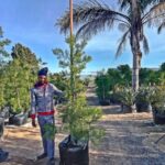 Afrocarpus Falcatus 125lt