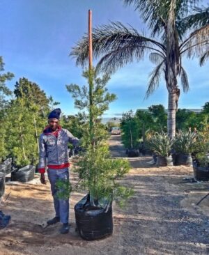 Afrocarpus Falcatus 125lt