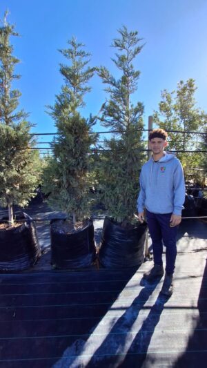 Cupressus Leylandii 100lt