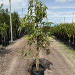 Avocado Fuerte 50lt
