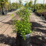 Halleria Lucida Tree 50lt