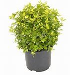Abelia Francis Mason 10lt Ball