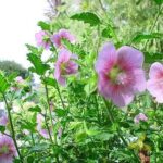 Anisodontea Scabrosa