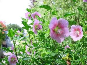 Anisodontea Scabrosa