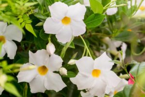 Dipladenia 'Diamantina Jade White' 30cm Pot on Trellis