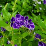 Duranta blue shower