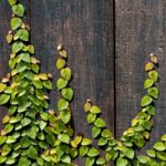 Ficus Repens/Pumila 10lt Common names: Tickey Creeper, creeping fig