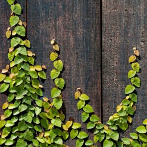Ficus Repens/Pumila 10lt Common names: Tickey Creeper, creeping fig