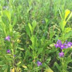 Freylinia tropica blue