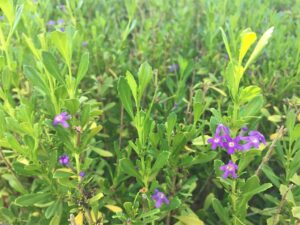 Freylinia tropica blue