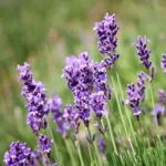 Lavender 'Margaret Roberts' 30cm Pot