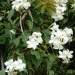 Mandevilla Laxa 23cm Pot (Staked) Common Name: Chilean Jasmine
