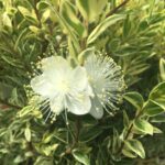 Myrtus communis variegata 10lt