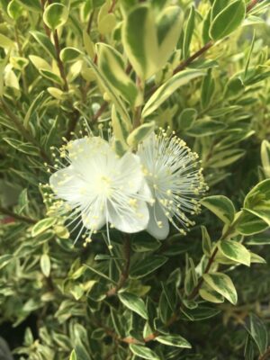 Myrtus communis variegata 10lt