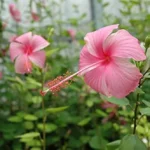 Hibiscus Pink Butterfly 10lt
