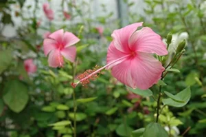 Hibiscus Pink Butterfly 10lt