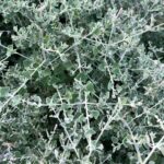 Rhagodia Hastata 30cm Pot Common Name: Salt Bush