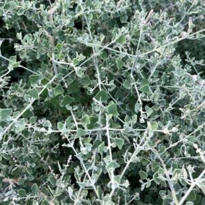 Rhagodia Hastata 30cm Pot Common Name: Salt Bush