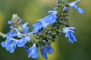 Salvia 'Beautiful Blue' 15cm Pot