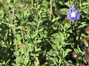 Salvia Muirii 15cm Pot