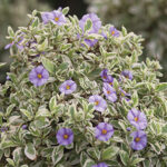 Blue Potato Bush 10lt Ball